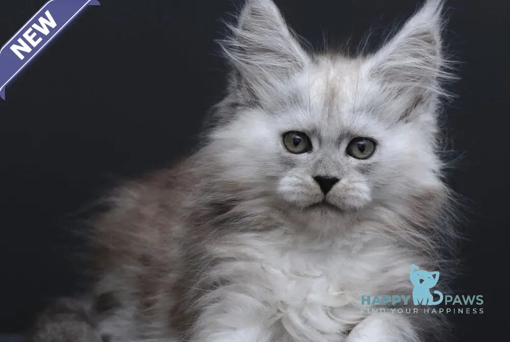Irishka Maine Coon female black silver - live animals