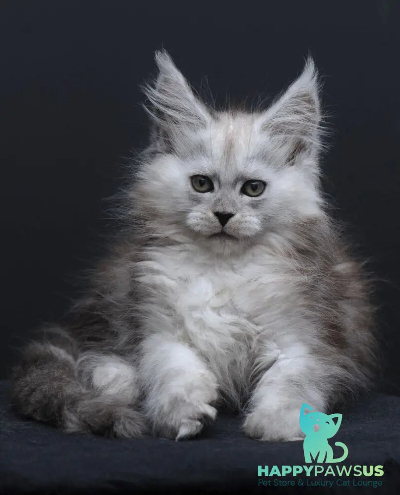 Irishka Maine Coon female black silver - live animals