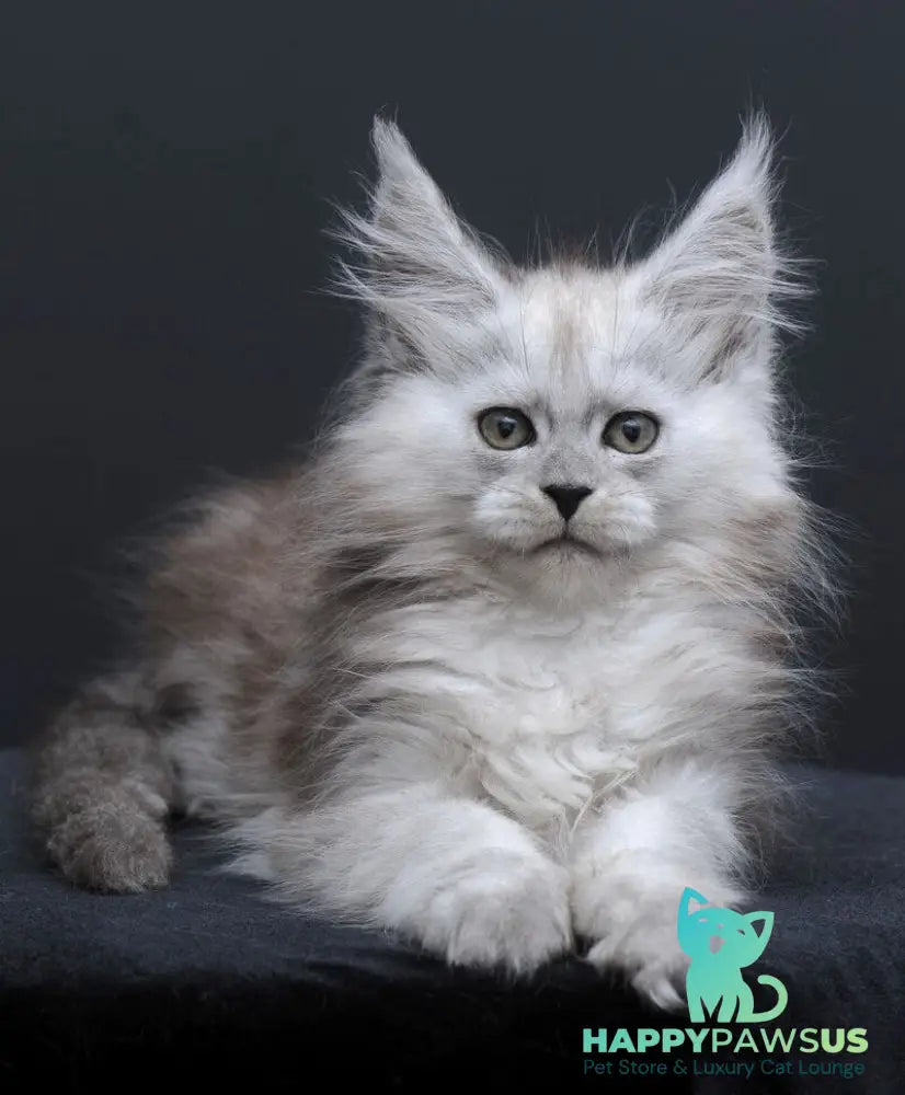 Irishka Maine Coon female black silver - live animals