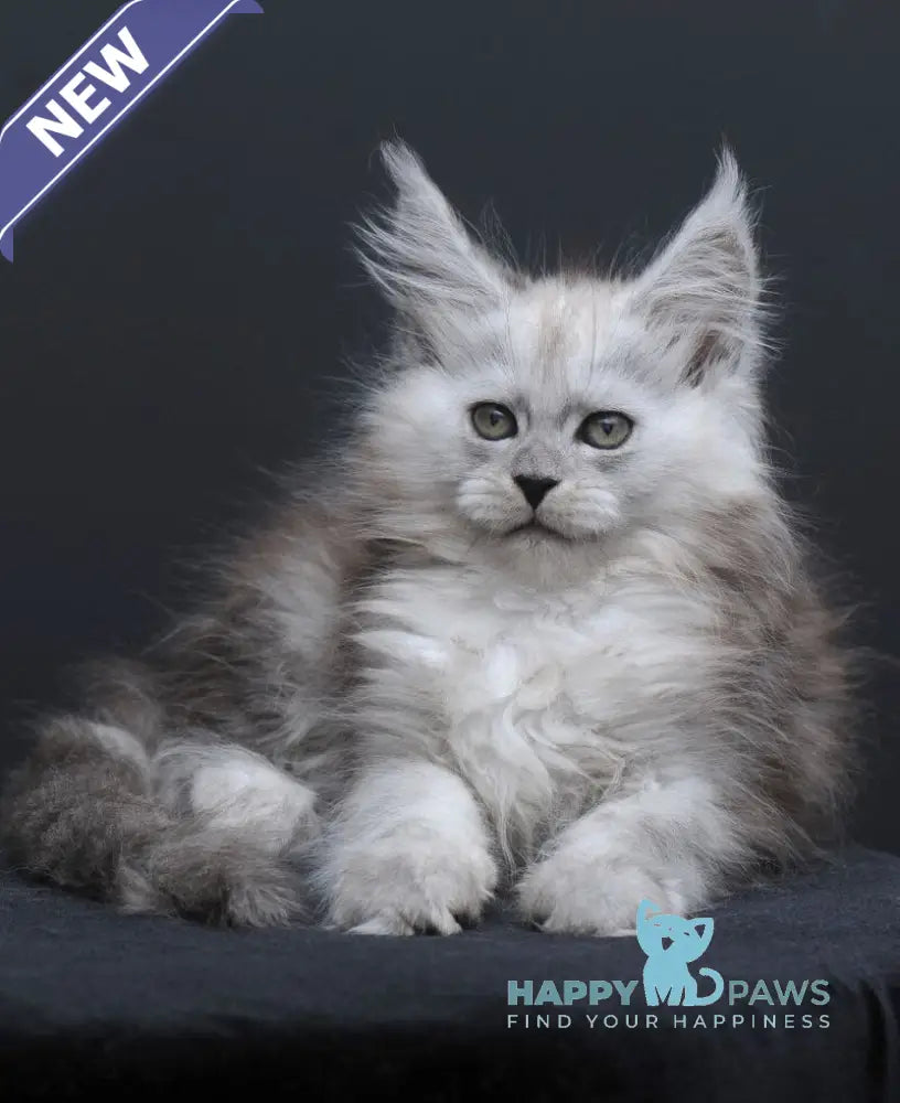 Irishka Maine Coon female black silver - live animals