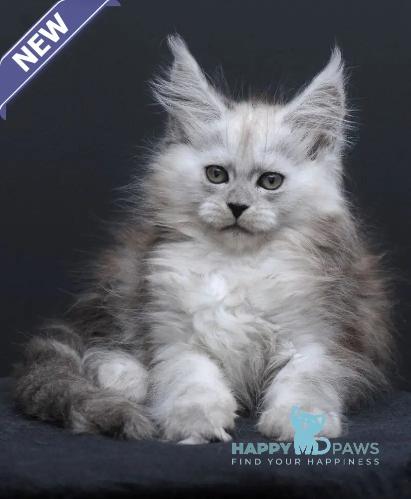 Irishka Maine Coon female black silver - live animals