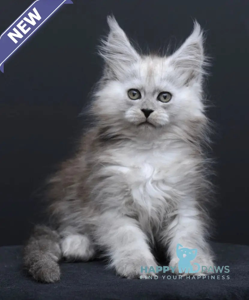 Irishka Maine Coon female black silver - live animals