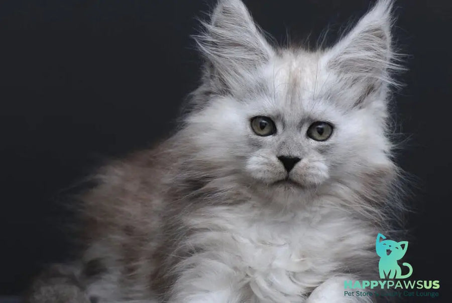 Irishka Maine Coon female black silver - live animals