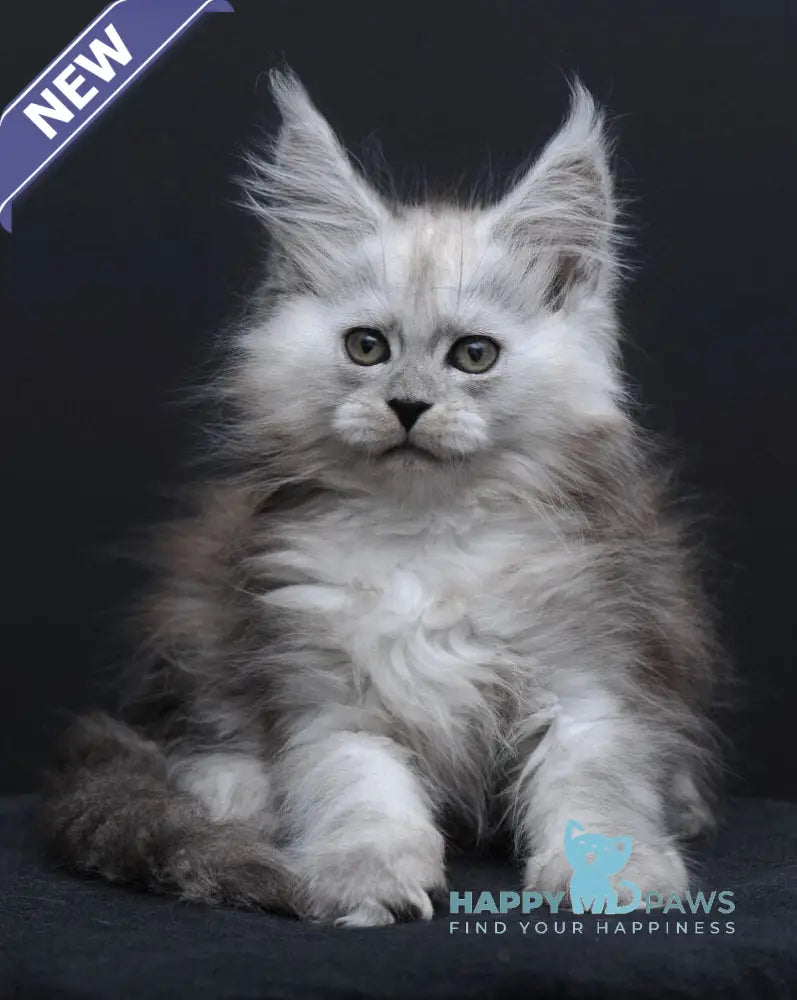 Irishka Maine Coon female black silver - live animals