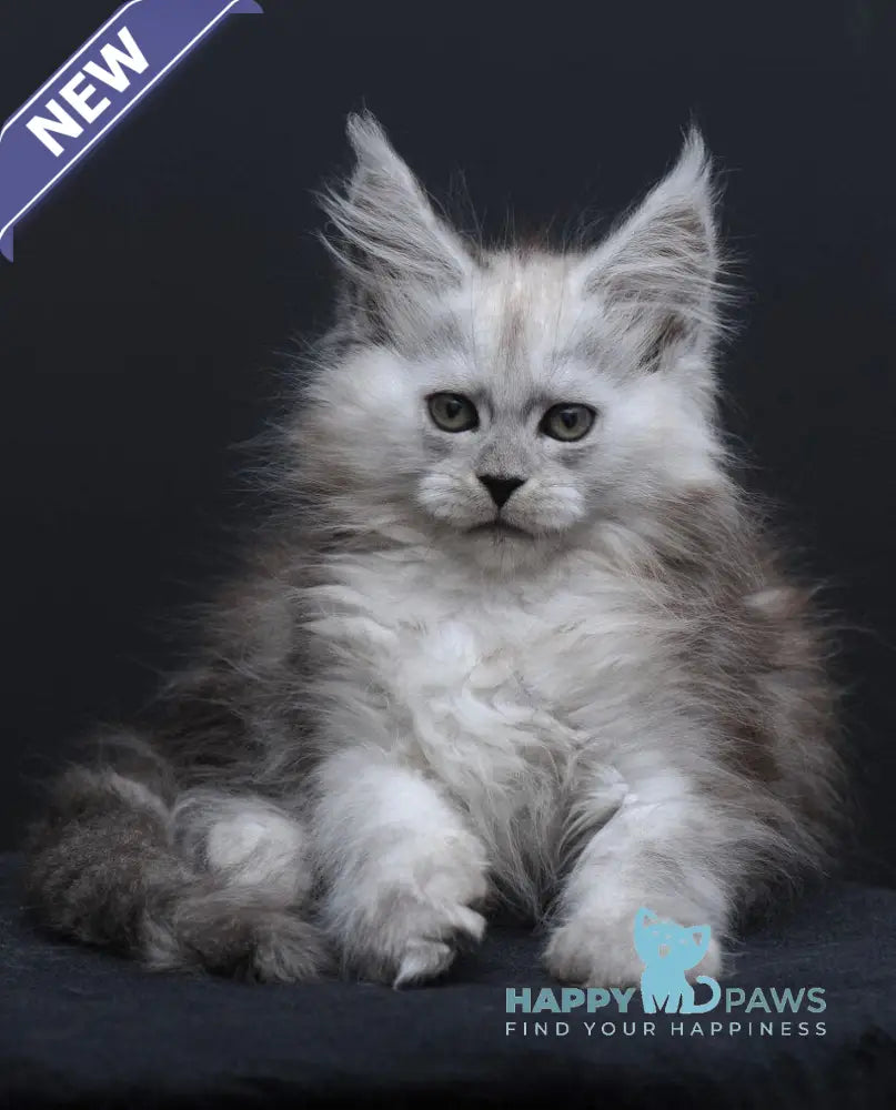 Irishka Maine Coon female black silver - live animals