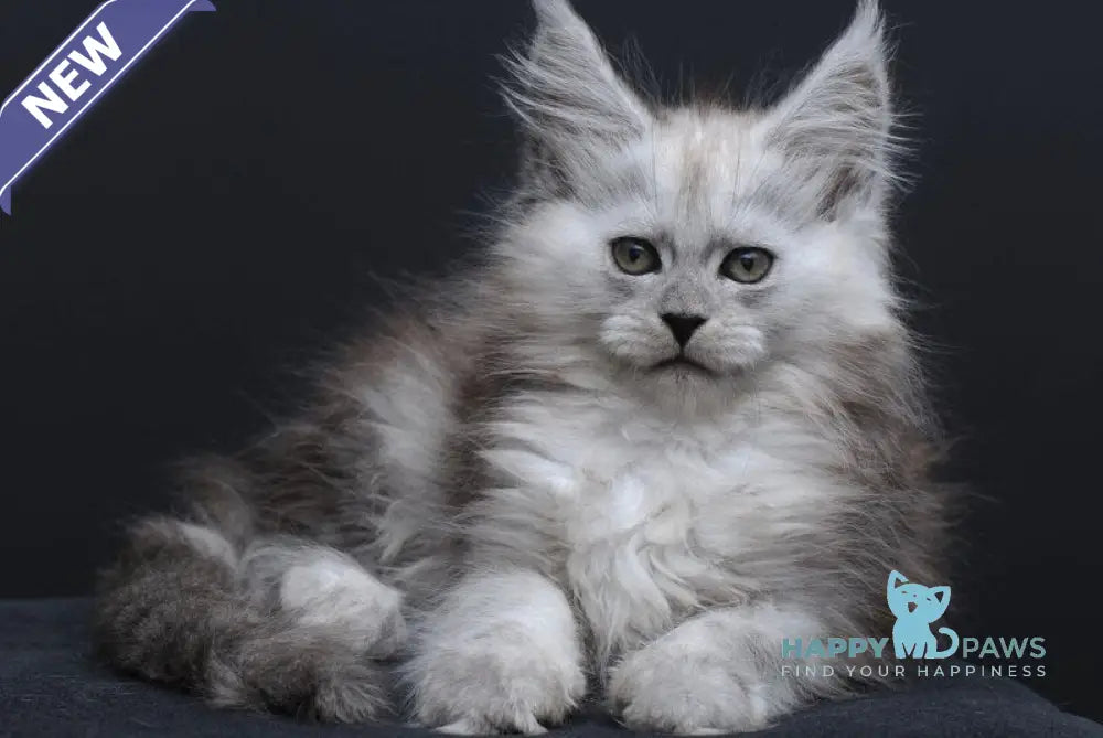 Irishka Maine Coon female black silver - live animals