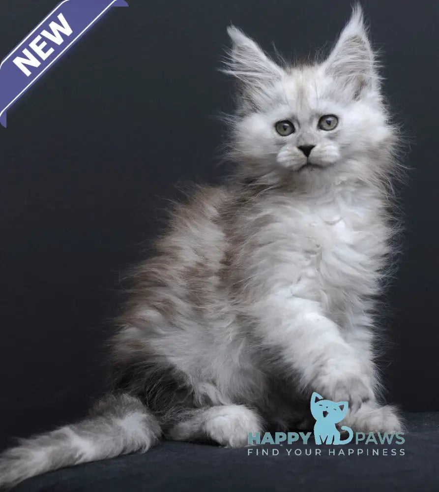 Irishka Maine Coon female black silver - live animals