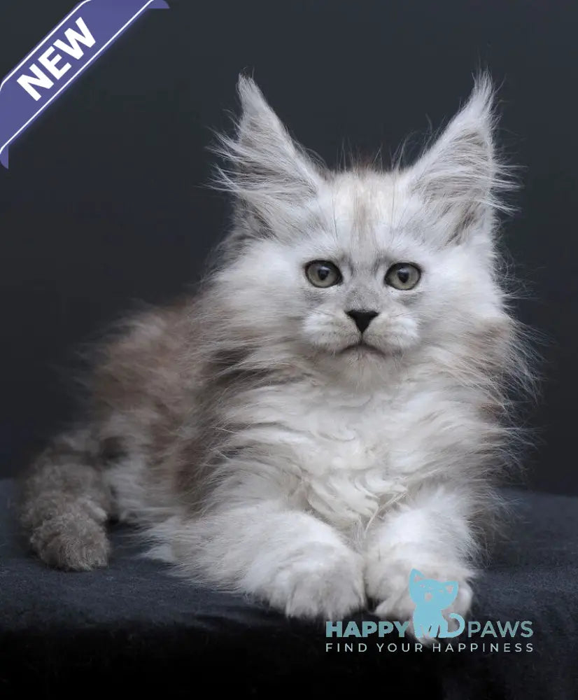 Irishka Maine Coon female black silver - live animals