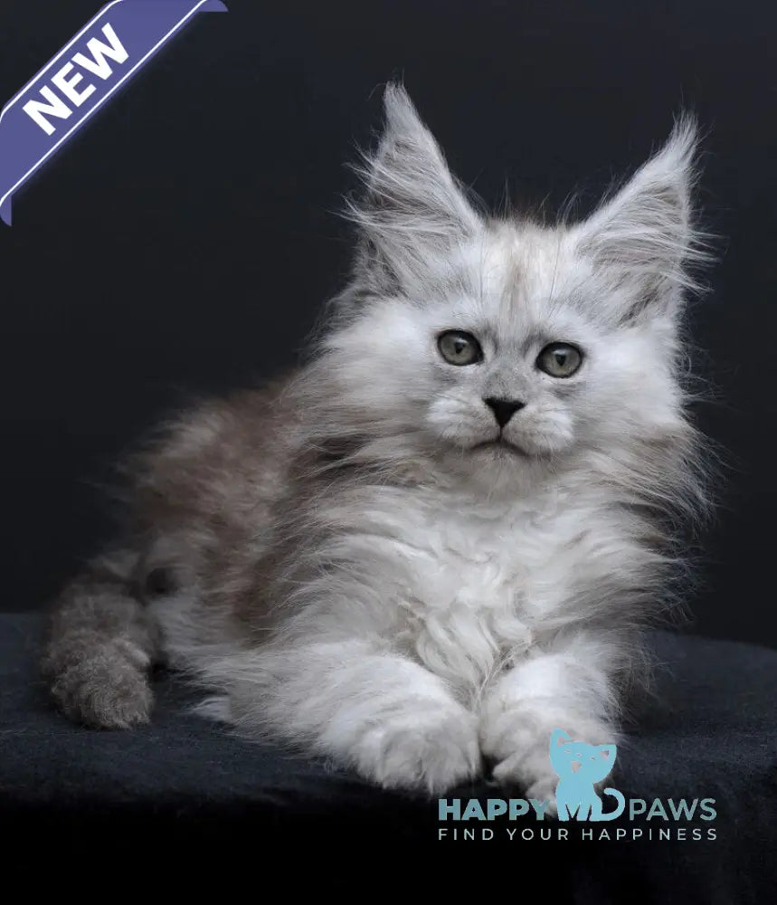 Irishka Maine Coon female black silver - live animals