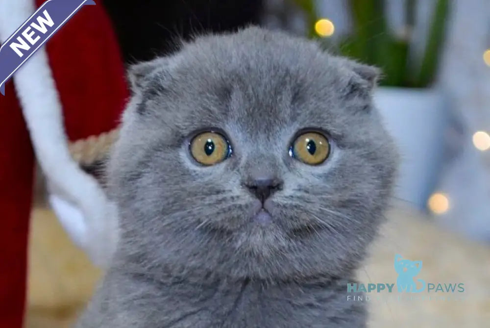 Irishka Scottish Fold female blue live animals