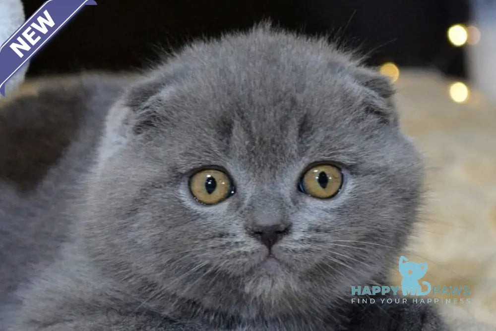 Irishka Scottish Fold female blue live animals