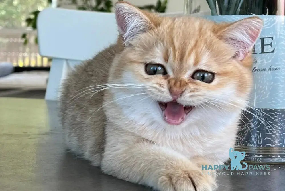 Iriska British Shorthair female black golden shaded live animals