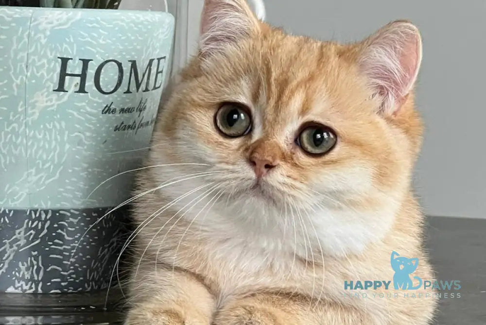 Iriska British Shorthair female black golden shaded live animals