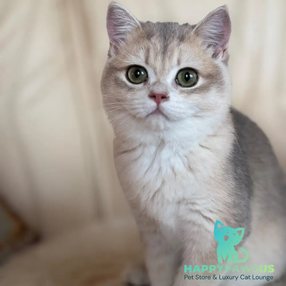 Iriska British Shorthair female blue golden chinchilla - live animals