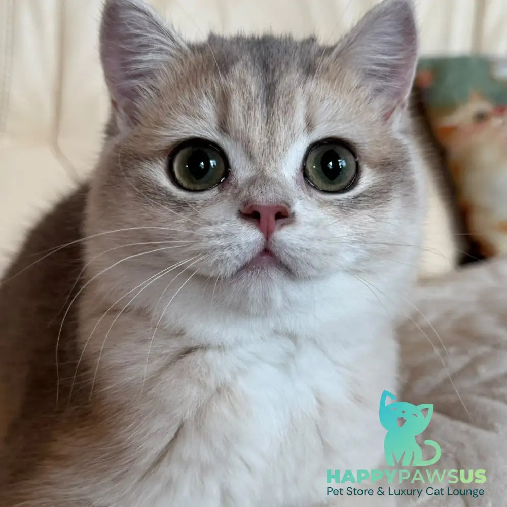 Iriska British Shorthair female blue golden chinchilla - live animals