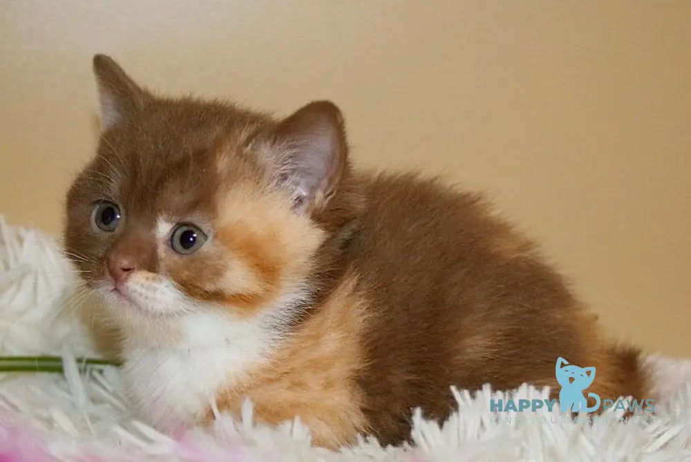 Iriska British Shorthair female cinnamon tortie bicolour live animals