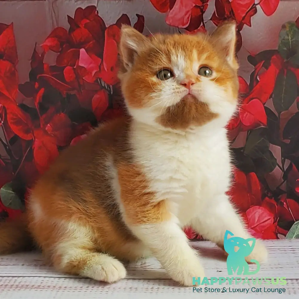 Iriska British Shorthair female cinnamon tortie bicolour - live animals