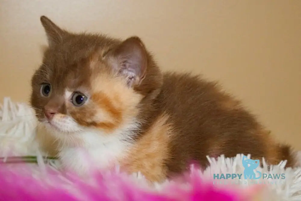 Iriska British Shorthair female cinnamon tortie bicolour live animals