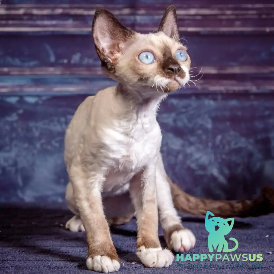 Iriska Devon Rex female chocolate bicolour pointed - live animals