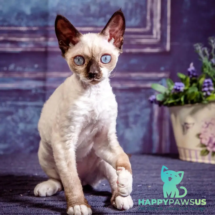 Iriska Devon Rex female chocolate bicolour pointed - live animals