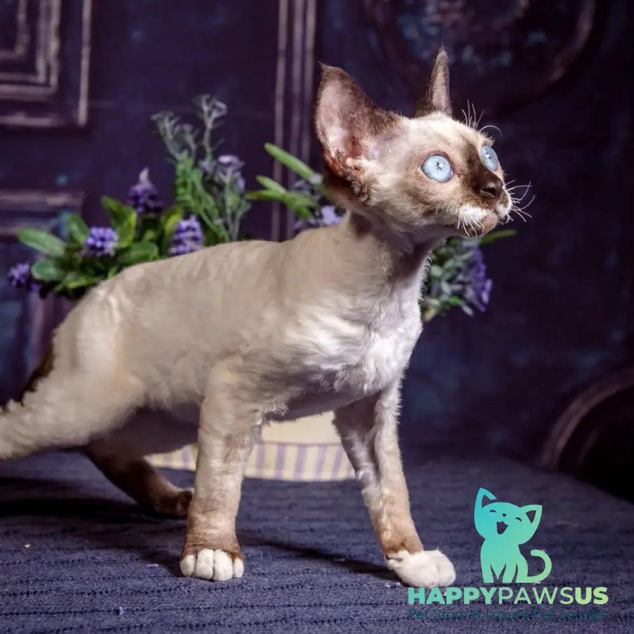 Iriska Devon Rex female chocolate bicolour pointed - live animals