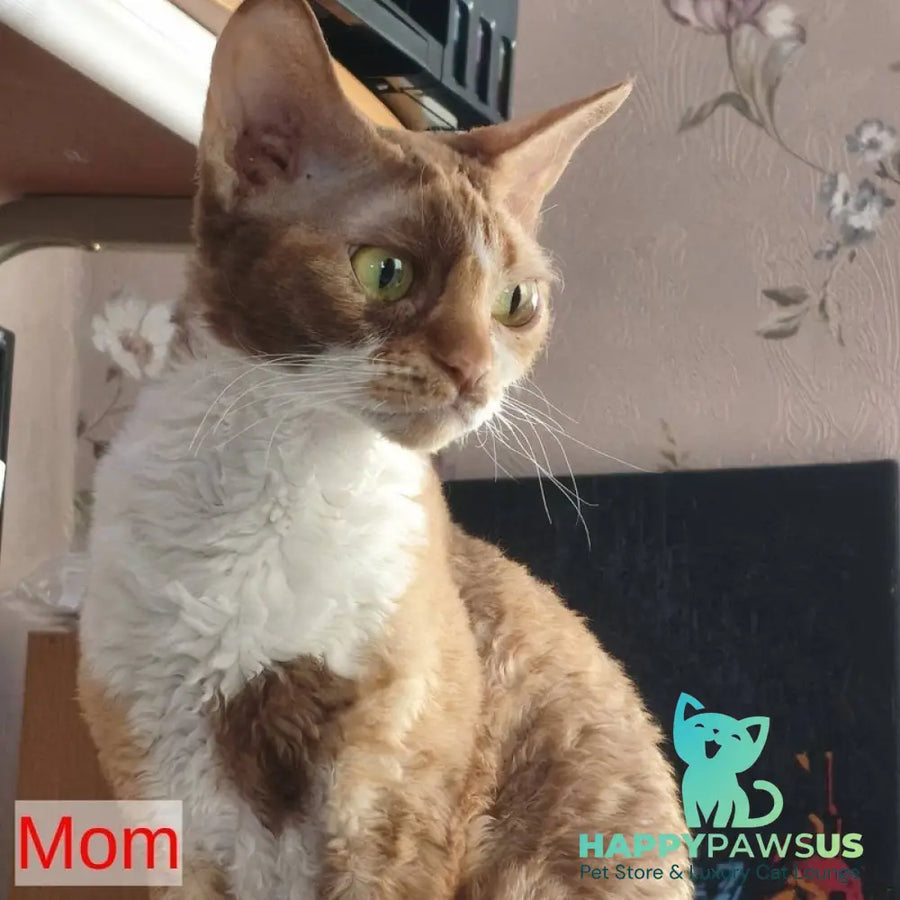 Iriska Devon Rex female chocolate bicolour pointed - live animals