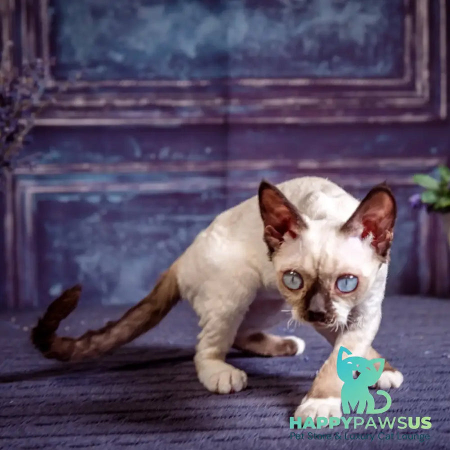 Iriska Devon Rex female chocolate bicolour pointed - live animals