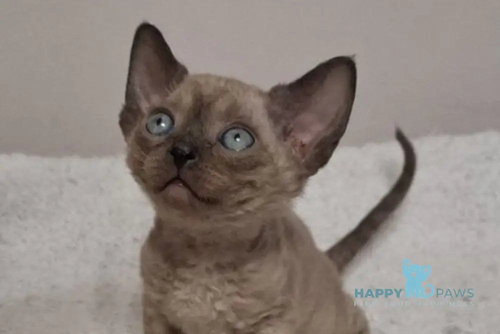 Iriska Devon Rex female chocolate live animals