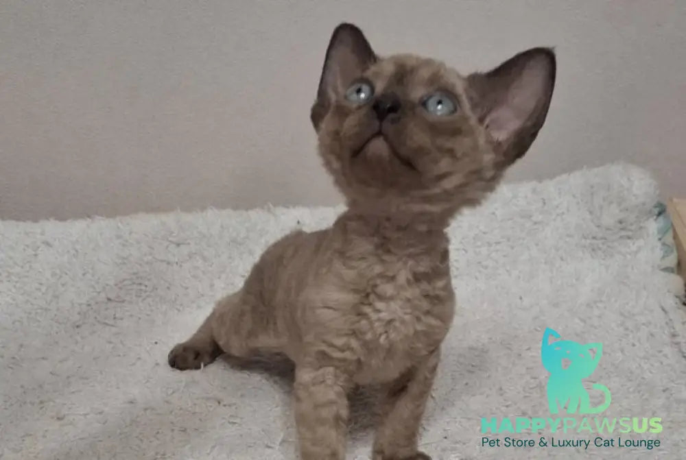 Iriska Devon Rex female chocolate live animals