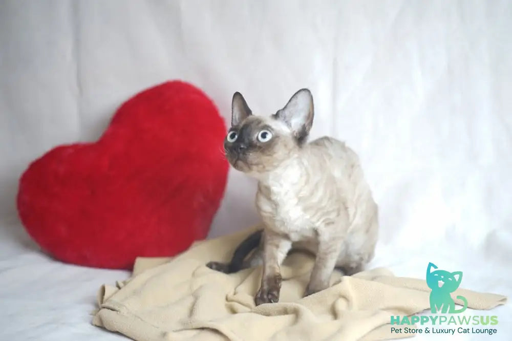 Iriska Devon Rex female chocolate pointed - live animals