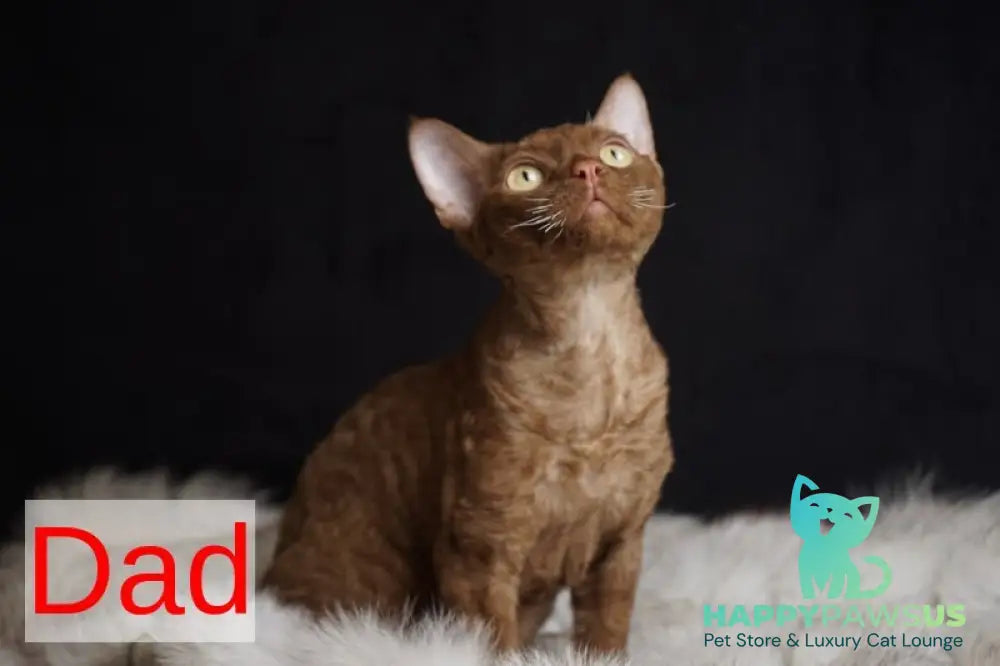 Iriska Devon Rex female chocolate live animals