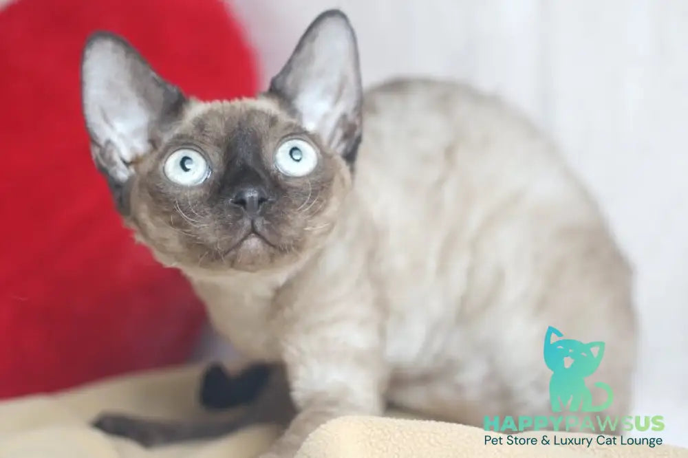 Iriska Devon Rex female chocolate pointed - live animals
