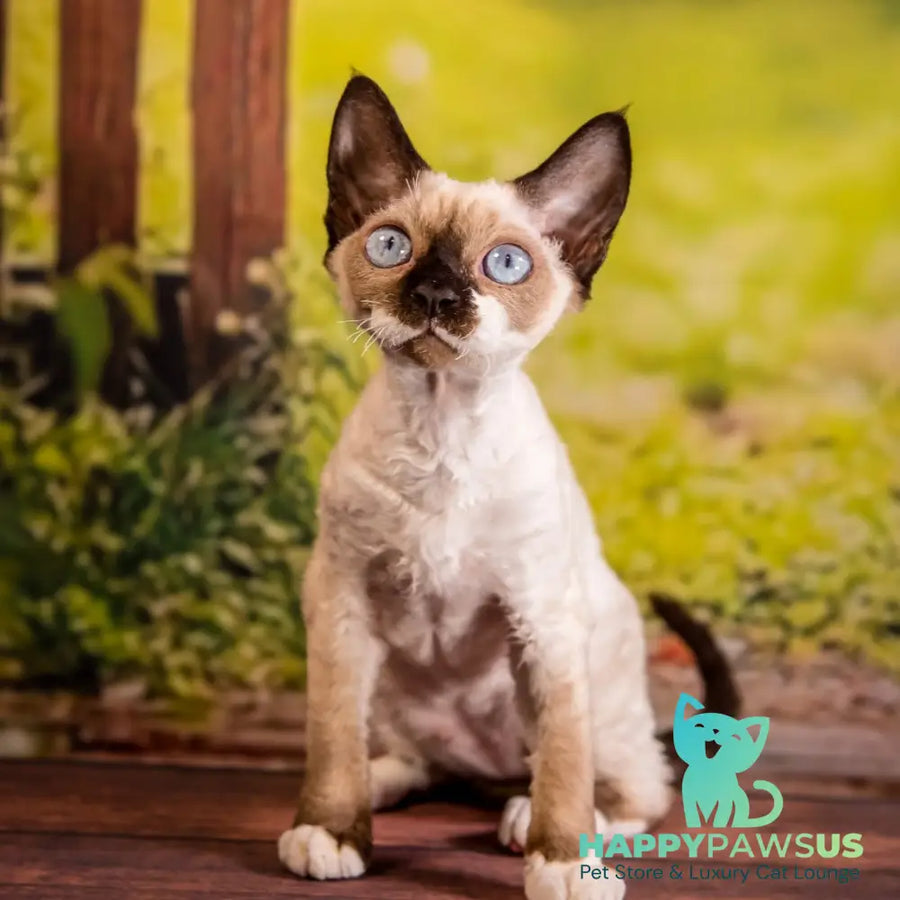 Iriska Devon Rex female chocolate pointed - live animals