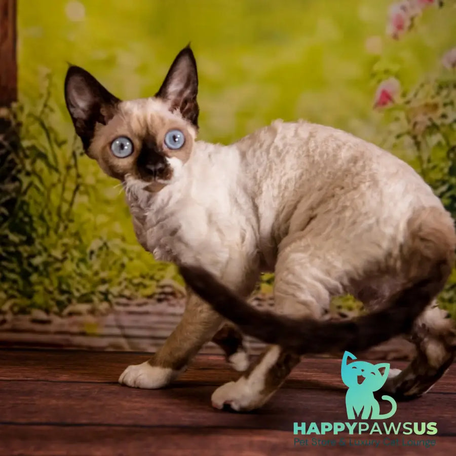 Iriska Devon Rex female chocolate pointed - live animals