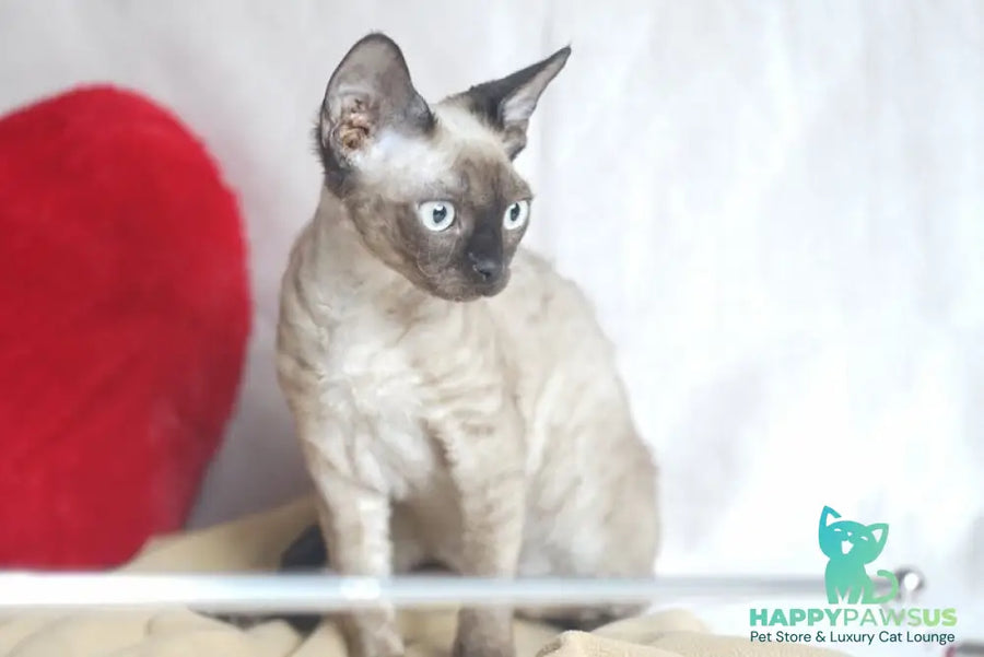 Iriska Devon Rex female chocolate pointed - live animals