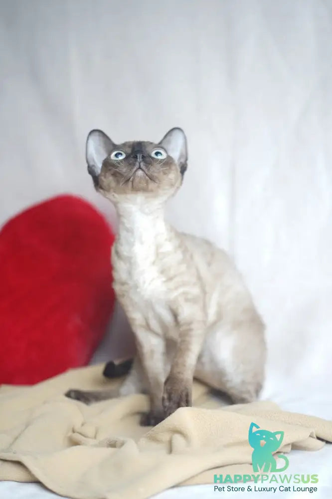 Iriska Devon Rex female chocolate pointed - live animals