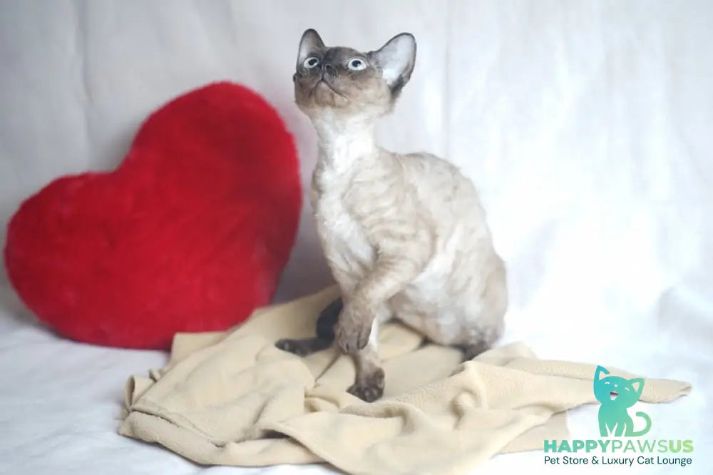 Iriska Devon Rex female chocolate pointed - live animals