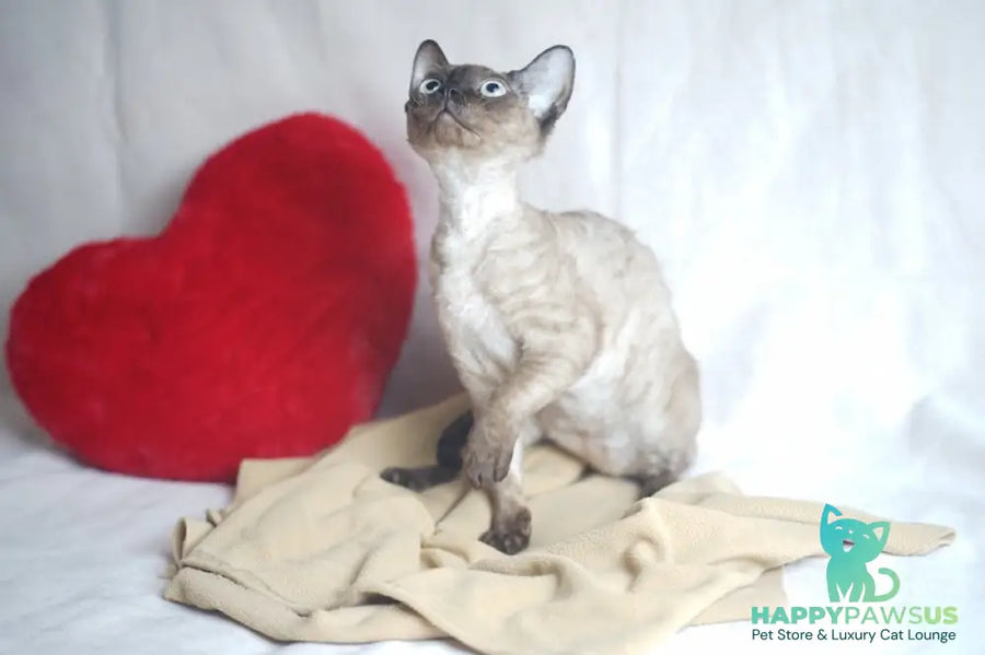 Iriska Devon Rex female chocolate pointed - live animals