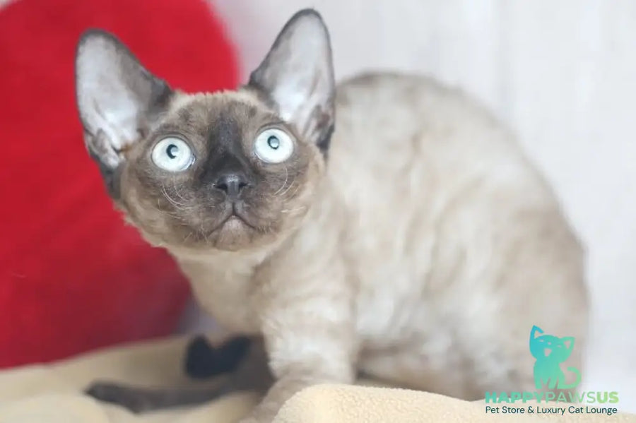 Iriska Devon Rex female chocolate pointed - live animals