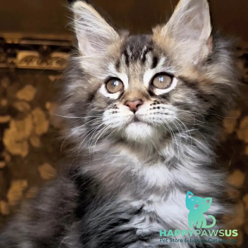 Iriska Maine Coon female black tortie tabby - live animals