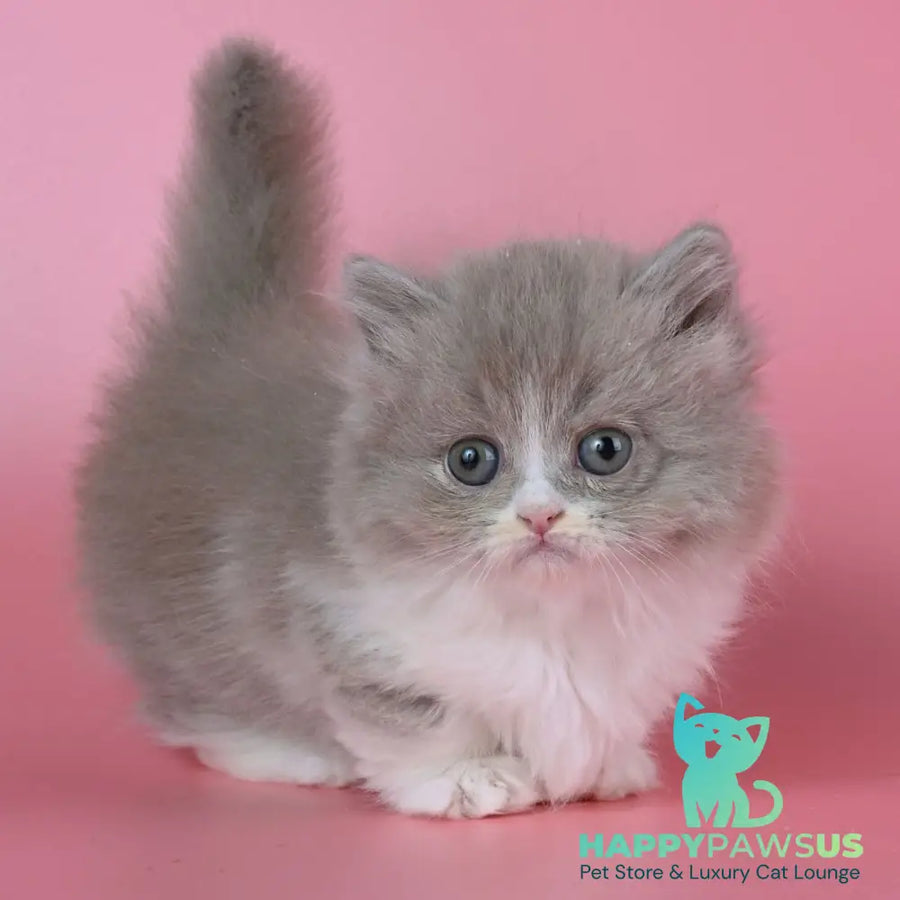 Iriska Munchkin female lilac tortie bicolour - live animals