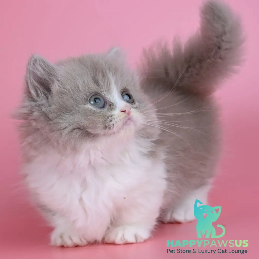 Iriska Munchkin female lilac tortie bicolour - live animals