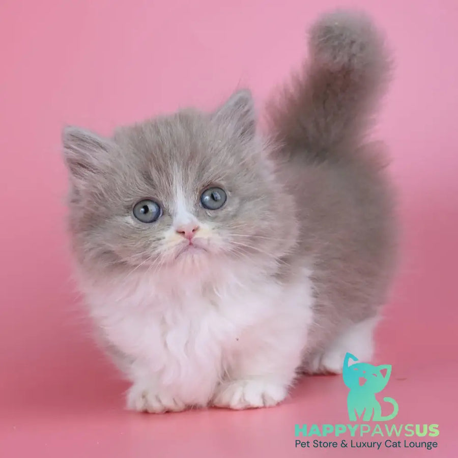 Iriska Munchkin female lilac tortie bicolour - live animals