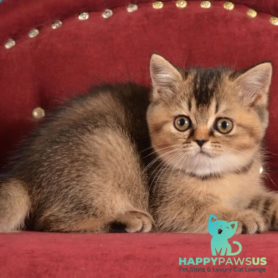 Iriska Scottish Straight female black ticked tabby - live animals