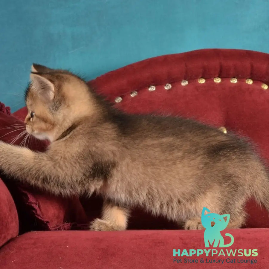 Iriska Scottish Straight female black ticked tabby - live animals
