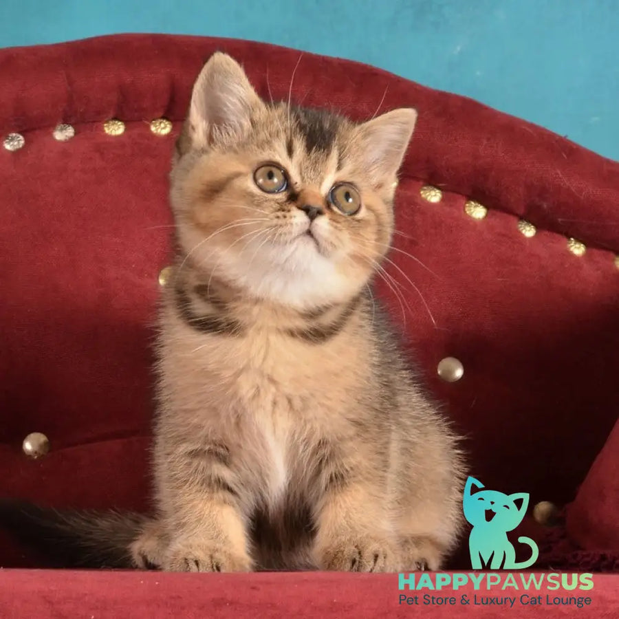 Iriska Scottish Straight female black ticked tabby - live animals