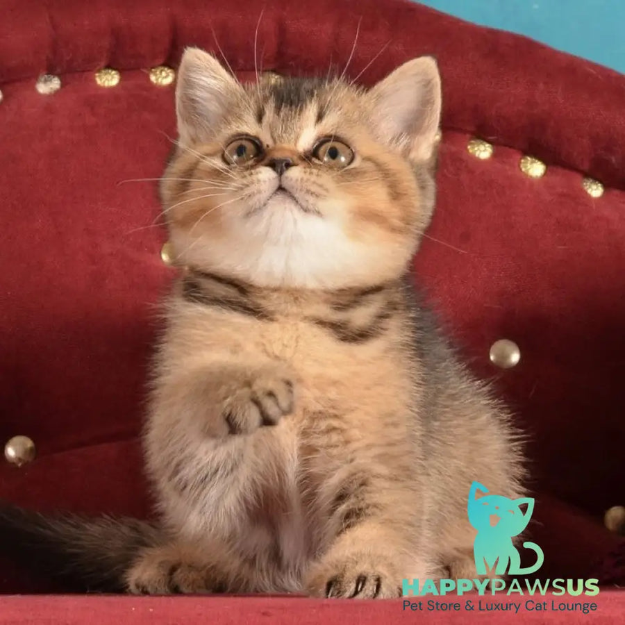Iriska Scottish Straight female black ticked tabby - live animals