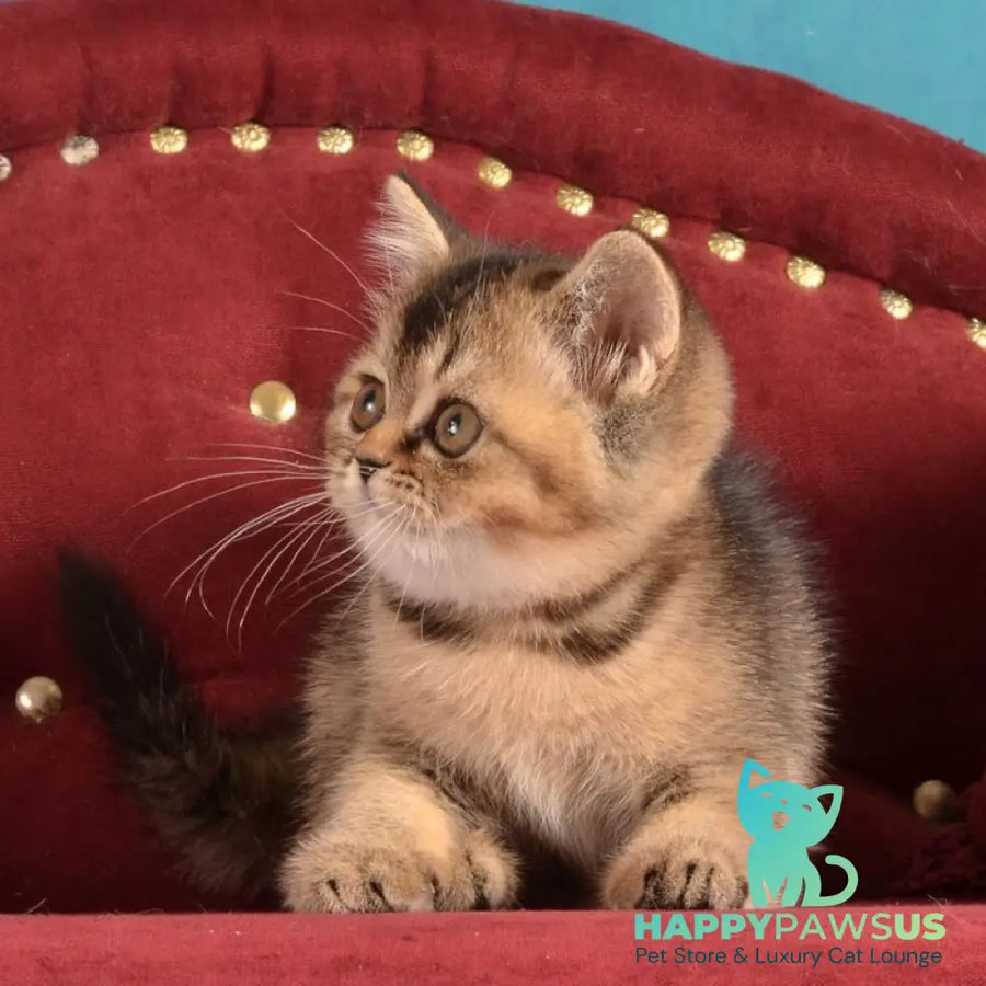 Iriska Scottish Straight female black ticked tabby - live animals