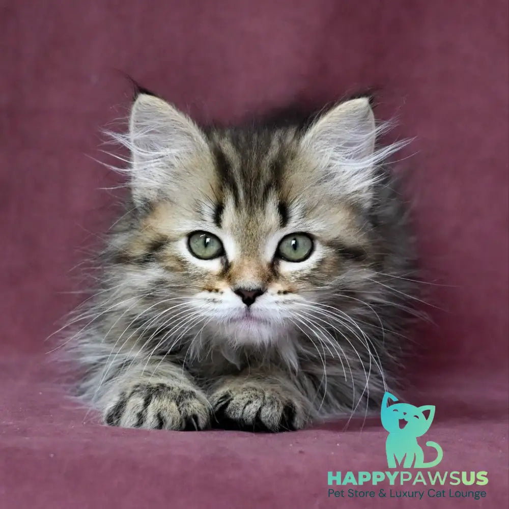 Iriska Siberian female black spotted tabby - live animals