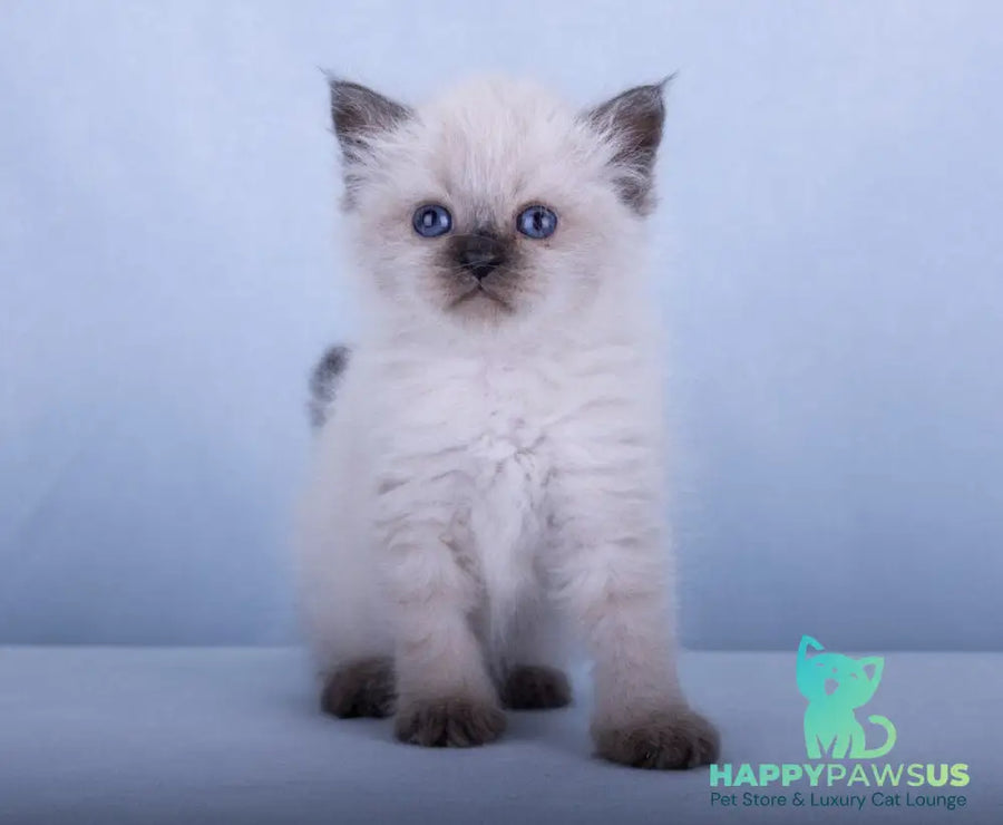 Iriska Siberian female black tabby pointed - live animals